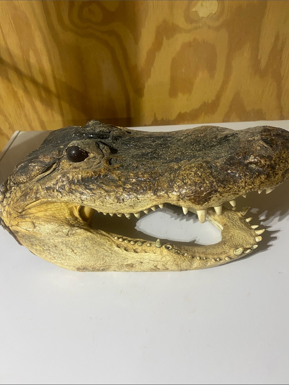 Crocodile Skull — Natural Brown